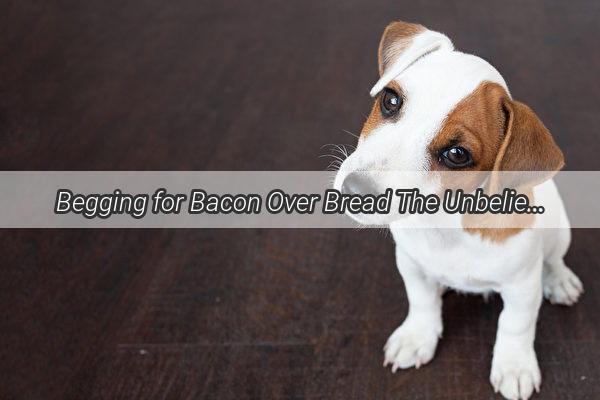 Begging for Bacon Over Bread The Unbelievable Obsession of Our Furry Friend